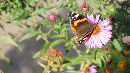 The admiral butterfly eats nectar.