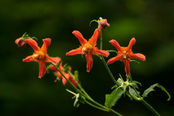 Flowers red