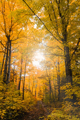 Obraz premium Promenade d'automne