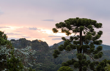 Obraz na płótnie Canvas Pine trees at sunset in southeastern mountains in Brazil