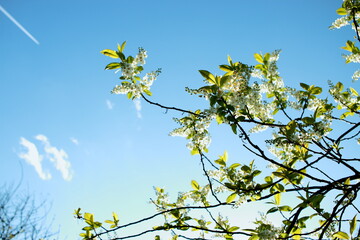 Blooming white trees against a blue sky