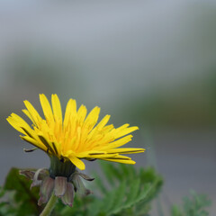 Nahaufnahme der gelben Blüte eines Löwenzahn, Taraxacum