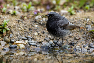Hausrotschwanz (Phoenicurus ochruros) Männchen