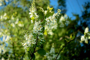 Blooming white trees against a blue sky