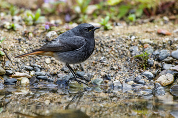 Hausrotschwanz (Phoenicurus ochruros) Männchen