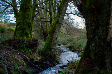 A stream through the woods in the english countryside