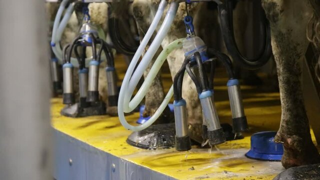 close up - cow milking facility, Milking cow with milking machine modern.
