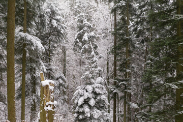 winter forest  with snow covered trees christmas mood