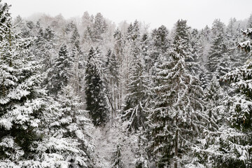 winter forest  with snow covered trees christmas mood