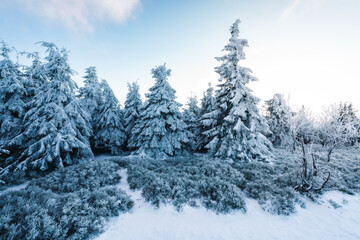 Obraz premium Arctic winter in the woods. Freezing cold forest. Spruce trees covered in the snow. Winter wallpaper