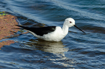 Echasse blanche,  Himantopus himantopus, Black winged Stilt
