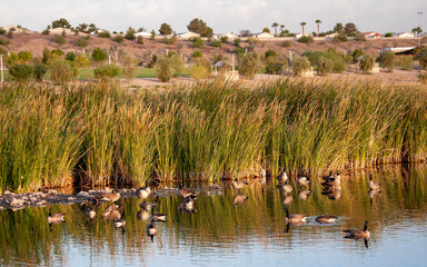 Canada Geese on Railroad Lake in Cornerstone Park, Henderson, NV.