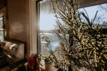 Romarin et levé de soleil