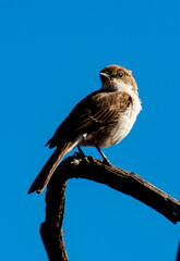 Gobemouche du Marico.Melaenornis mariquensis - Marico Flycatcher