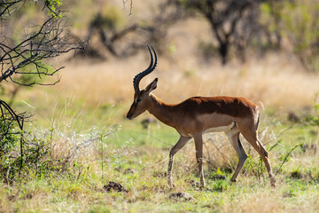 Impala, mâle, Aepyceros melampus