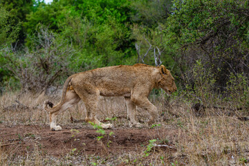lion, femelle, lionne, Panthera leo, Afrique