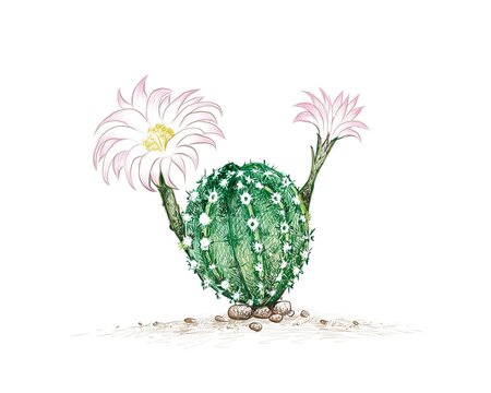 Illustration Hand Drawn Sketch of Echinopsis Cactus with Pink Flower. A Succulent Plants with Sharp Thorns for Garden Decoration.
