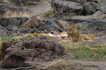 lion, femelle, lionne, Panthera leo, Afrique
