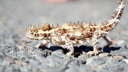 Thorny devil lizard spotted on a road near Coral Bay in Western Australia.