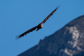 Griffon Vulture in flight in Caminito del Rey, in Malaga.
