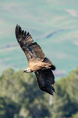 Griffon Vulture in flight in Caminito del Rey, in Malaga.
