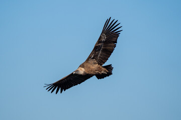 Griffon Vulture in flight in Caminito del Rey, in Malaga.
