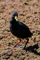 Râle à bec jaune,.Amaurornis flavirostra, Black Crake