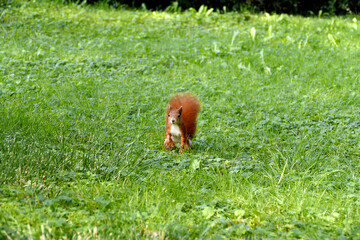 Red squirrel (sciurus) in the park