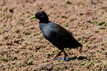 Obraz premium Râle à bec jaune,.Amaurornis flavirostra, Black Crake