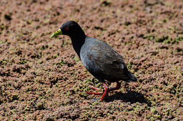 Râle à bec jaune,.Amaurornis flavirostra, Black Crake