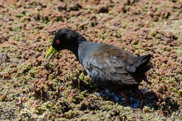 Râle à bec jaune,.Amaurornis flavirostra, Black Crake