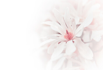 Blooming magnolia. Magnolia flowers as an abstract background.