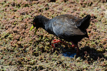 Râle à bec jaune,.Amaurornis flavirostra, Black Crake