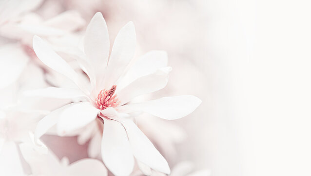 Blooming magnolia. Magnolia flowers as an abstract background.
