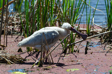 Spatule d'Afrique,.Platalea alba, African Spoonbill