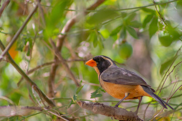 Pepitero