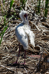 Spatule d'Afrique,.Platalea alba, African Spoonbill