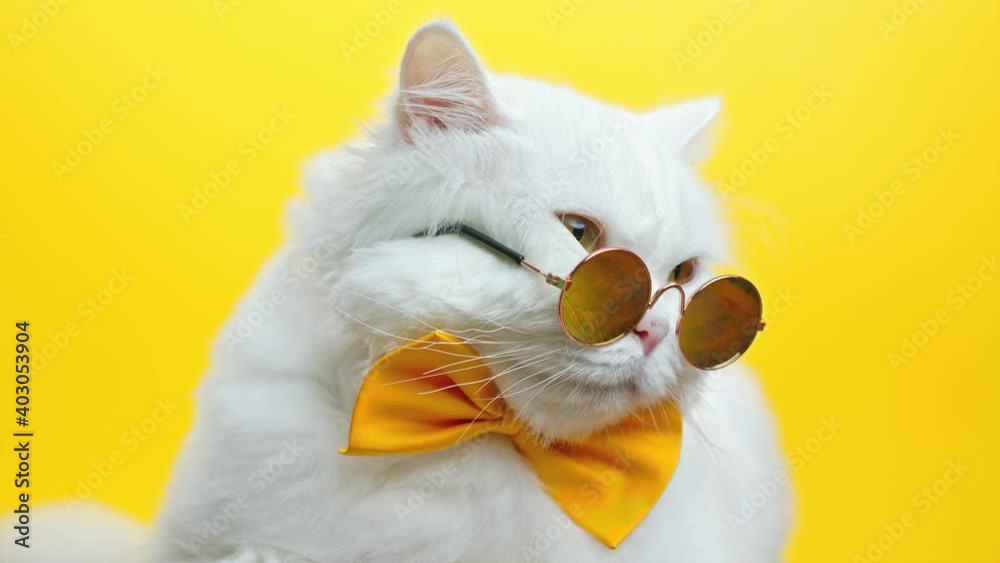 Wall mural Portrait of white furry cat in fashion sunglasses and bowtie. Luxurious domestic kitty in glasses poses on yellow wall background. Studio footage.