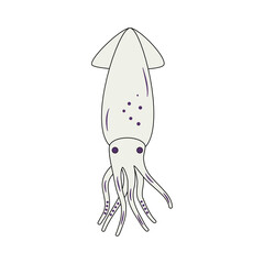 Isolated hand drawn squid on white background 