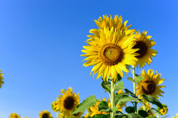 sunflower on a sky