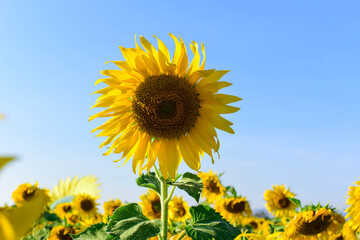 field of sunflowers