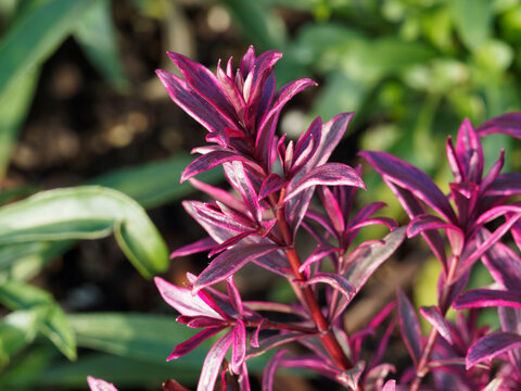 Euphorbia amygdaloides / Euphorbe 'Frosted Flame' ou euphorbe faux amandier &agrave; touffes de feuilles panach&eacute;es tr&egrave;s color&eacute;es, rouge fonc&eacute; en hiver