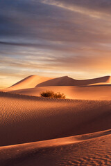 Fototapeta na wymiar view of nice sands dunes during sunset at Sands Dunes National Park