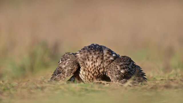 Northern goshawk ( Accipiter gentilis )	
