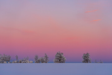 trees in winter fields