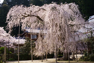 徳勝寺の枝垂れ桜（滋賀県大津市北小松　浄土真宗本願寺派）