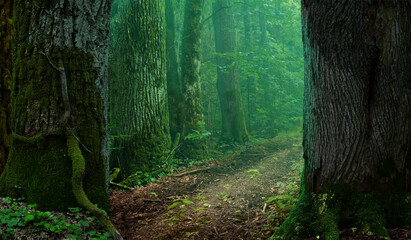 Forest road landscape. Thick mossy trees and semi transparent green haze