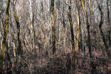 Fototapeta premium Forest scenery