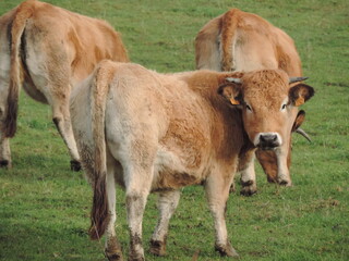 Naklejka na ściany i meble Vache dans un champs