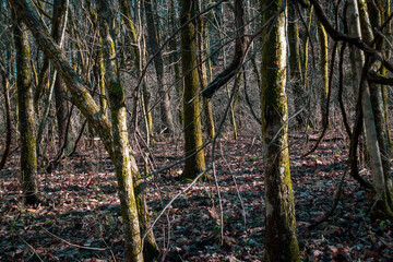 Dark forest scenery